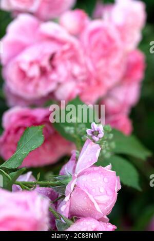 Blühende Rosen und Knospen im heimischen Garten. Stockfoto