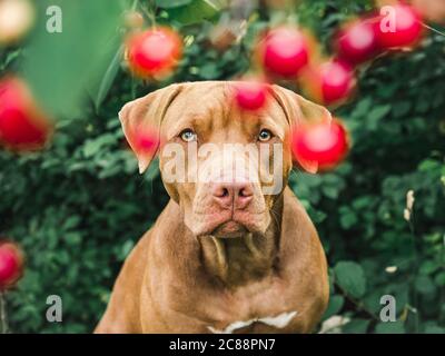 Liebenswerte, hübsche Welpen von Schokolade Farbe. Nahaufnahme Stockfoto