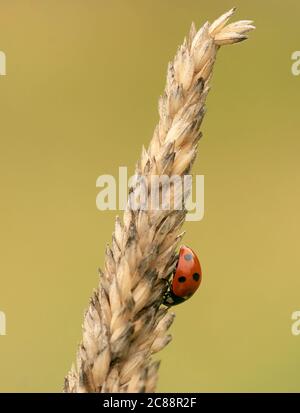 Ein Seven Spot Marienkäfer (Coccinella septempunctata) auf Wiesengras, Warwickshire Stockfoto