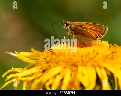 Ein kleiner Skipper (Thymelicus sylvestris), der sich von Nektar aus sanften Blüten von Elecampane (Inula Helenium), Warwickshire ernährt Stockfoto