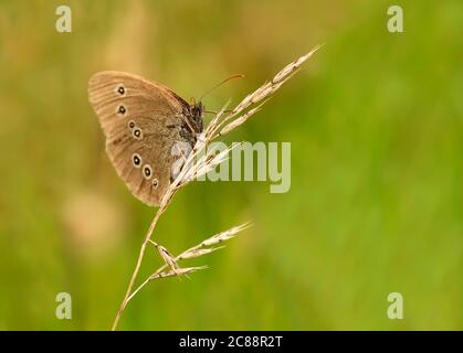 Ein Ringel-Schmetterling (Aphantopus hyperantus) auf Wiesengras, Warwickshire Stockfoto