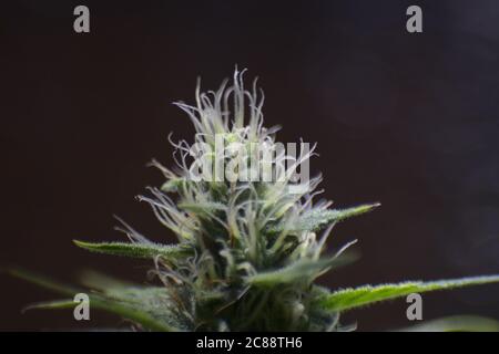 Apikale Blume, Cannabis blüht Unkraut Stockfoto