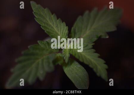 Cannabis-Sämling, Babypflanze Stockfoto