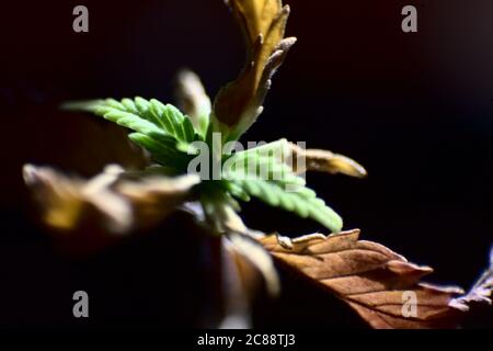 Kranke Cannabis-Babypflanze, Stockfoto