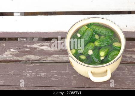 Leicht gesalzene Gurken in einer emaillierten Pfanne mit schwarzen Johannisbeerblättern und Knoblauch. Hochwertige Fotos Stockfoto