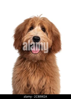 Kopfaufnahme des süßen australischen Cobberdog / Labradoodle Hund Welpen. Mund offen, rosa Zunge heraus. Isoliert auf weißem Hintergrund. Stockfoto