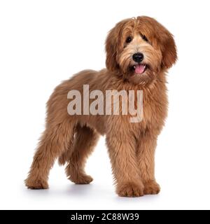 Niedliche rote / abricot Australian Cobberdog / Labradoodle Hund Welpen, stehend Seitenwege. Blick auf die Kamera, Mund offen und Zunge heraus. Isoliert auf weißem Bac Stockfoto