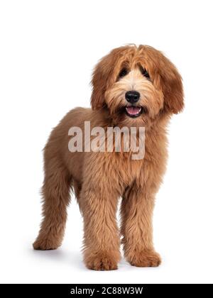 Niedlicher roter / abricot australischer Cobberdog / Labradoodle Hundewelpe, der nach vorne steht. Blick auf die Kamera, Mund offen und Zunge heraus. Isoliert auf Weiß Stockfoto