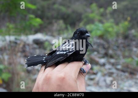 Kleiner variabler Ameisenwürger (Thamnophilus caerulescens), der in der Hand einer Person liegt, Amazonas-Dschungel, Madre de Dios, Puerto Maldonado, Peru Stockfoto