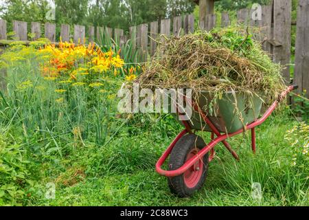 Gartenwagen im Küchengarten mit geschnittenem Gras gefüllt. Gartenarbeit Stockfoto