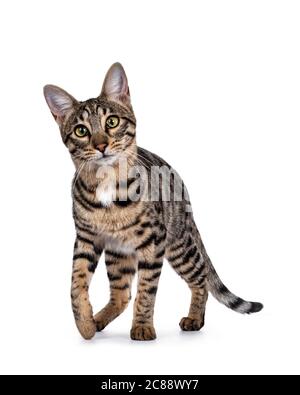 Nette junge Savannah F7 Katze, zu einem Blick auf Kamera mit grünen / gelben Augen zu gehen. Isoliert auf weißem Hintergrund. Stockfoto