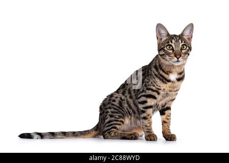 Nette junge Savannah F7 Katze, sitzende Seitenwege Blick auf die Kamera mit grünen / gelben Augen. Isoliert auf weißem Hintergrund. Stockfoto