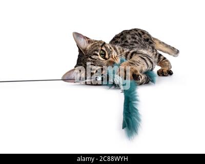 Nette junge Savannah F7 Katze, Leying Side Ways. Blick auf die Kamera mit grünen / gelben Augen. Isoliert auf weißem Hintergrund. Pliying mit grünem Pelz Spielzeug. Stockfoto