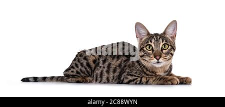 Nette junge Savannah F7 Katze, Leying Side Ways. Blick auf die Kamera mit grünen / gelben Augen. Isoliert auf weißem Hintergrund. Stockfoto