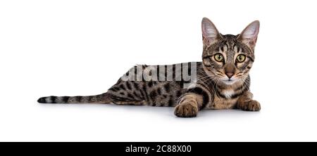 Nette junge Savannah F7 Katze, Leying Side Ways. Blick auf die Kamera mit grünen / gelben Augen. Isoliert auf weißem Hintergrund. Stockfoto