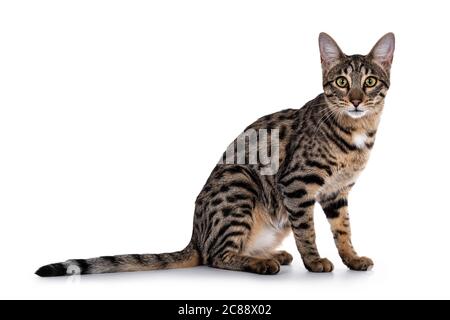 Nette junge Savannah F7 Katze, sitzende Seitenwege Blick auf die Kamera mit grünen / gelben Augen. Isoliert auf weißem Hintergrund. Stockfoto