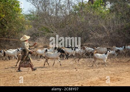 Hirte und ihre Ziegenherde in Bagan, Burma, Myanmar Stockfoto