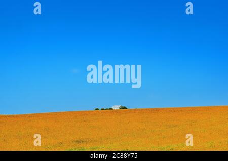 Einsames Haus in einem gelben Feld auf einem Hintergrund von blauem Himmel. Stockfoto