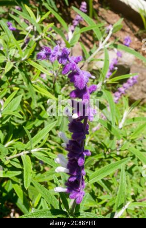 Salvia leucantha, eine Pflanze aus dem medizinischen und abortiven Mexiko, ihre wolligen Blüten Besonderheit, in Guatemala hat es ornamentale Anwendungen. Stockfoto