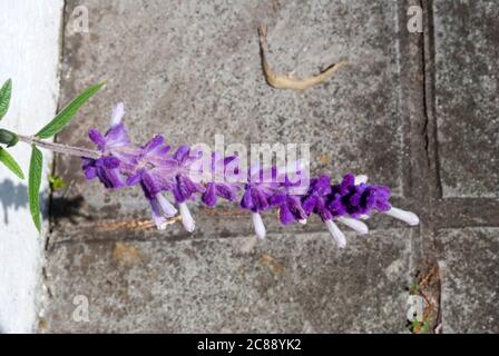 Salvia leucantha, eine Pflanze aus dem medizinischen und abortiven Mexiko, ihre wolligen Blüten Besonderheit, in Guatemala hat es ornamentale Anwendungen. Stockfoto