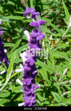 Salvia leucantha, eine Pflanze aus dem medizinischen und abortiven Mexiko, ihre wolligen Blüten Besonderheit, in Guatemala hat es ornamentale Anwendungen. Stockfoto