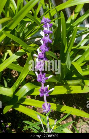 Salvia leucantha, eine Pflanze aus dem medizinischen und abortiven Mexiko, ihre wolligen Blüten Besonderheit, in Guatemala hat es ornamentale Anwendungen. Stockfoto