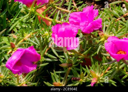 Blume genannt Liebe für eine Weile oder purslane Blume, magenta Seidenblume im Freien mit viel Sonnenlicht im Garten von Guatemala. Stockfoto