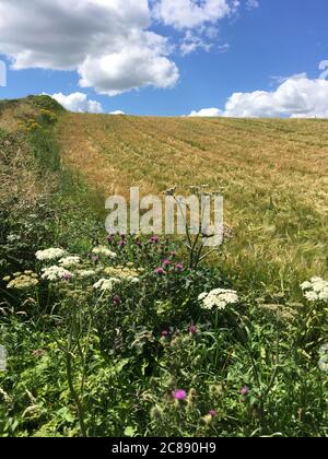 Ein lebendiger blauer Himmel über einem Heckenfeld, das an das Feld der reifenden Gerste am Gower Coast Fußweg grenzt. Stockfoto