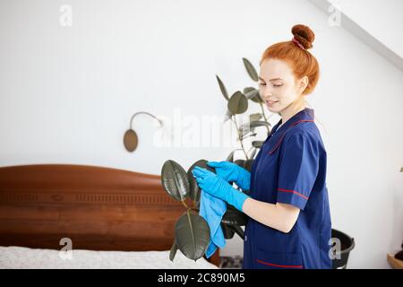 Rothaarige Hausfrau mit Haarknoten Hände kümmern sich um Pflanzen in ihrem Haus, wischen den Staub von Blumenblättern. Pflege von Zimmerpflanzen. Stockfoto