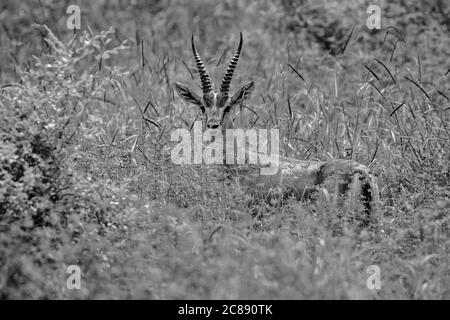 Ein monochromes Bild einer indischen Gazelle Antilope auch genannt Chinkara mit großen spitzen Hörnern, die vorne im Grasland stehen Von Rajasthan Indien Stockfoto