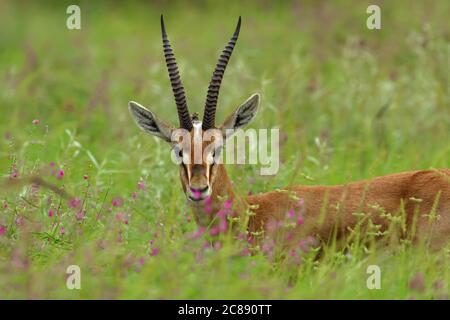 Nahaufnahme Porträt einer indischen Gazelle Chinkara Antilope mit Spitzhörner stehen inmitten von grünem Gras und Blumen in Rajasthan Indien Stockfoto