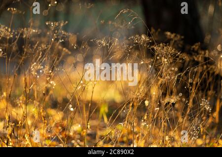 Trockene Stängel von Regenschirmgräsern im Hintergrund mit goldenem Bokeh im Herbst Stockfoto