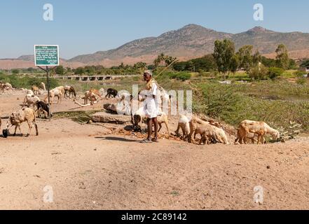 Puttaparthi, Andhra Pradesh, Indien - 15. Januar 2013: Ein indischer Mann weidet Schafherde in Puttaparthi, Indien Stockfoto