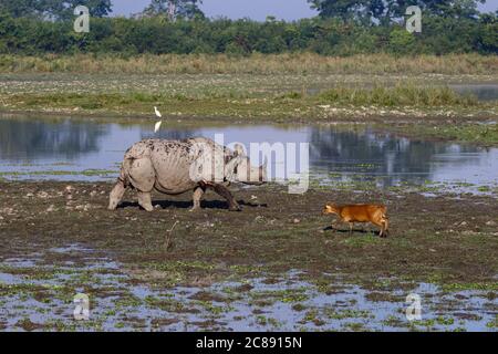 Ein Bild von einem gehörnten Nashorn und einem Hog Hirsch stehen einander gegenüber in der Graslandschaft in einem Nationalpark in Assam Indien Stockfoto