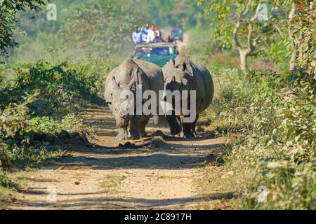 Gruppe von einem gehörnten Nashörner, die auf einem Gleiswesen gehen Beobachtet von Touristen auf Jeep-Safari im Kaziranga Nationalpark In Assam Indien am 6. Dezember 2016 Stockfoto