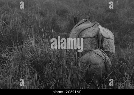 Ein abstraktes monochromes Bild der Rückseite einer Mutter Ein gehörntes Nashorn mit seinem Jungen dahinter inmitten von hoch Gras in einem Nationalpark in Assam Indien Stockfoto