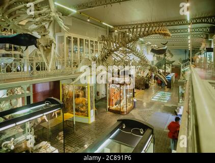 Interieur des Naturhistorischen Museums von Lille, Frankreich Stockfoto