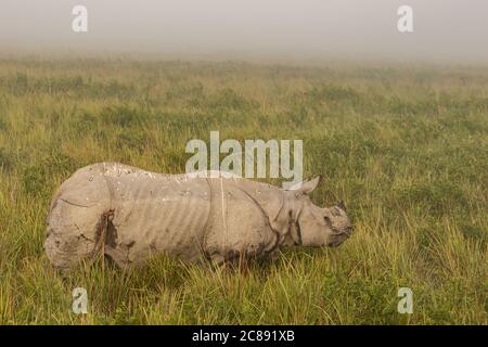 Ein gehörntes Nashorn, das inmitten eines hohen Grases in einem steht Nationalpark in Assam Indien Stockfoto