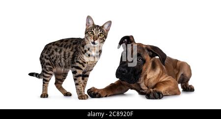 Savannah F7 Katze und Boerboel malinois Cross Breed Hund, spielen zusammen. Katze steht mit lustigen Ausdruck Blick auf die Kamera, Hund legt sich. Isolat Stockfoto