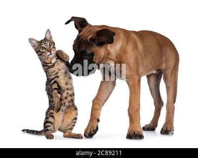 Savannah F7 Katze und Boerboel malinois Cross Breed Hund, spielen zusammen. Katze steht auf Hinterpfoten mit lustigen Ausdruck Blick auf Kamera, Schlagen sta Stockfoto