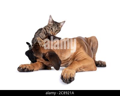 Savannah F7 Katze und Boerboel malinois Cross Breed Hund, spielen zusammen. Katze beißt in Hunde Ohr. Isoliert auf weißem Hintergrund. Stockfoto