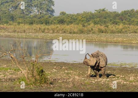 Ein gehörntes Nashorn, das inmitten eines hohen Grases in einem steht Nationalpark in Assam Indien Stockfoto