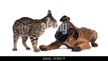 Savannah F7 Katze und Boerboel malinois Cross Breed Hund, spielen zusammen. Katze steht, Hund legt sich. Isoliert auf weißem Hintergrund. Stockfoto