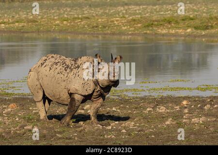 Ein gehörntes Nashorn, das inmitten eines hohen Grases in einem steht Nationalpark in Assam Indien Stockfoto