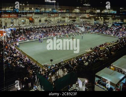 Die crufts Dog Show, Earls Court, London, England. 1989 Stockfoto