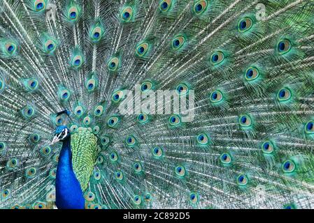 Männliche indische Pfauenvögel oder allgemein als Pfau - Pavo cristatus zeigt seinen Schwanz Stockfoto