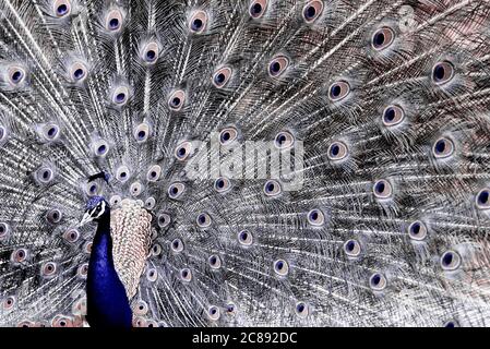 Männliche indische Pfauenvögel oder allgemein als Pfau - Pavo cristatus zeigt seinen Schwanz Stockfoto