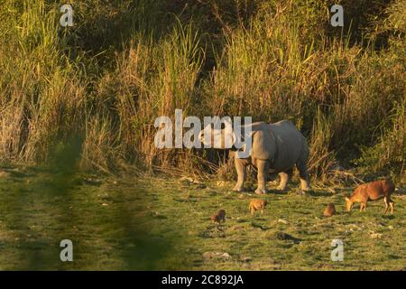 Ein gehörntes Nashorn, das inmitten eines hohen Grases mit anderen steht Tiere in einem Nationalpark in Assam Indien Stockfoto