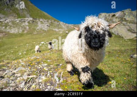 Walliser Schwarznasenschafe auf dem Nufenenpass in den Walliser Alpen Stockfoto