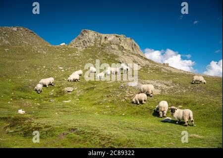 Walliser Schwarznasenschafe auf dem Nufenenpass in den Walliser Alpen Stockfoto